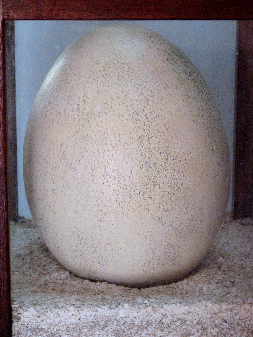 egg